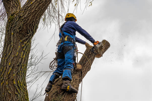 Best Utility Line Clearance  in Glenview, IL