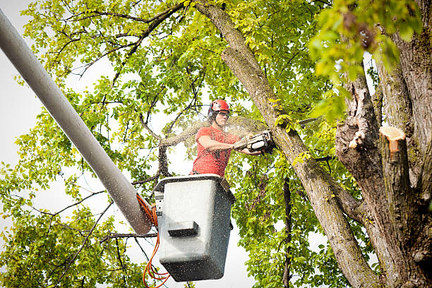 Best Emergency Tree Removal  in Glenview, IL